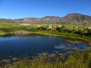 Great Basin spring. Photo credit: Protect Goshute Water