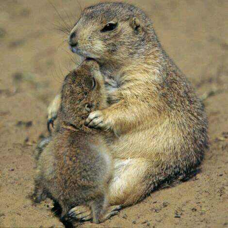 PrairieDogMotherChild