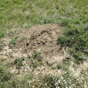 One of the burrows at the Crowfoot Valley site where Lowe Enterprises hired exterminators to bury the prairie dogs alive by shoving poison in their holes and packing them tight as concrete to seal in their fate.