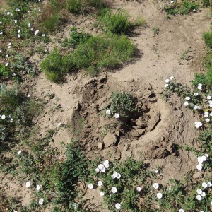 Another burrow packed in by prairie dog exterminators.