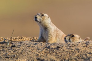 Two beautiful prairie dogs recently poisoned by John Waggoner at the Crowfoot in the Castle Rock Colorado area