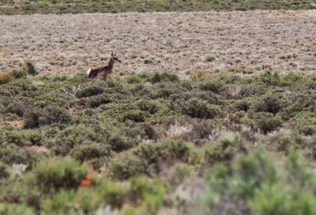 Young Pronghorn Antelope near SNWA test wells